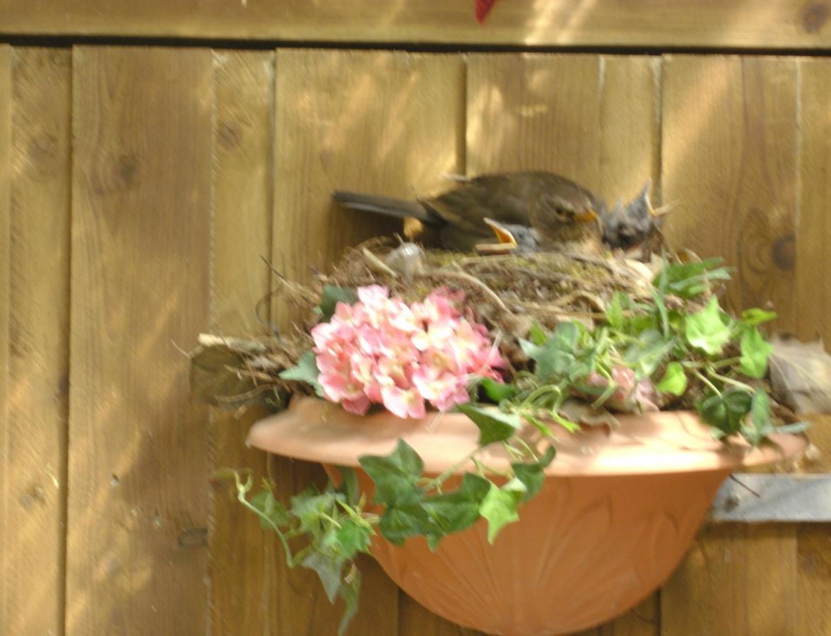Haus Mit Lilie Und Rose * Westerdeichstrich